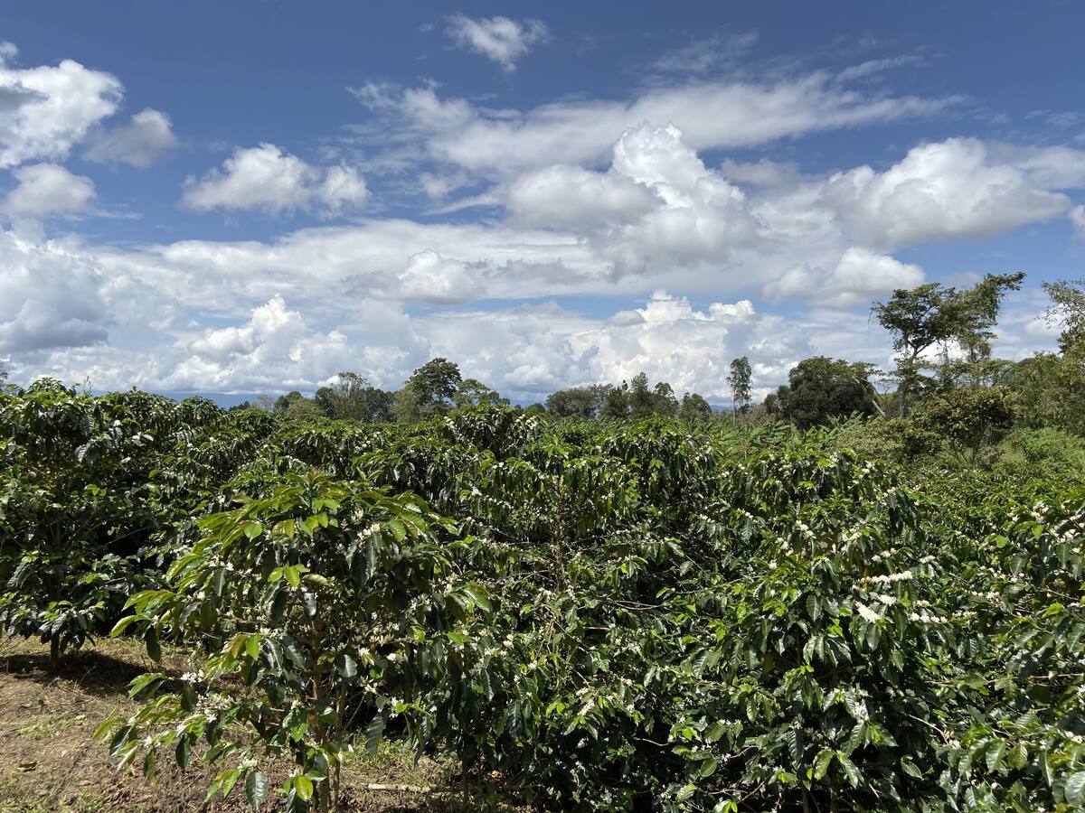 “Crisis de cafeteros del Huila por lluvias constantes”
