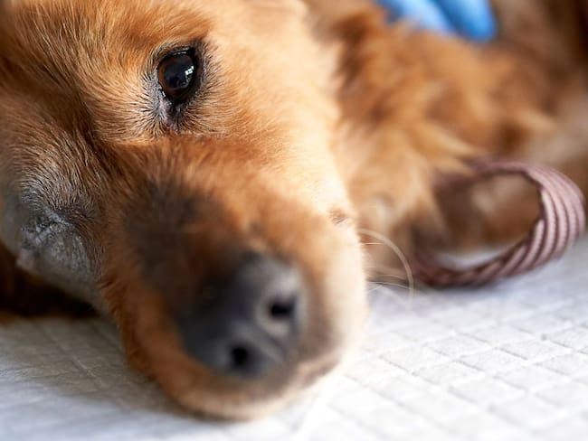 Por maltrato animal será denunciado militar que lanzó un perro al vacío