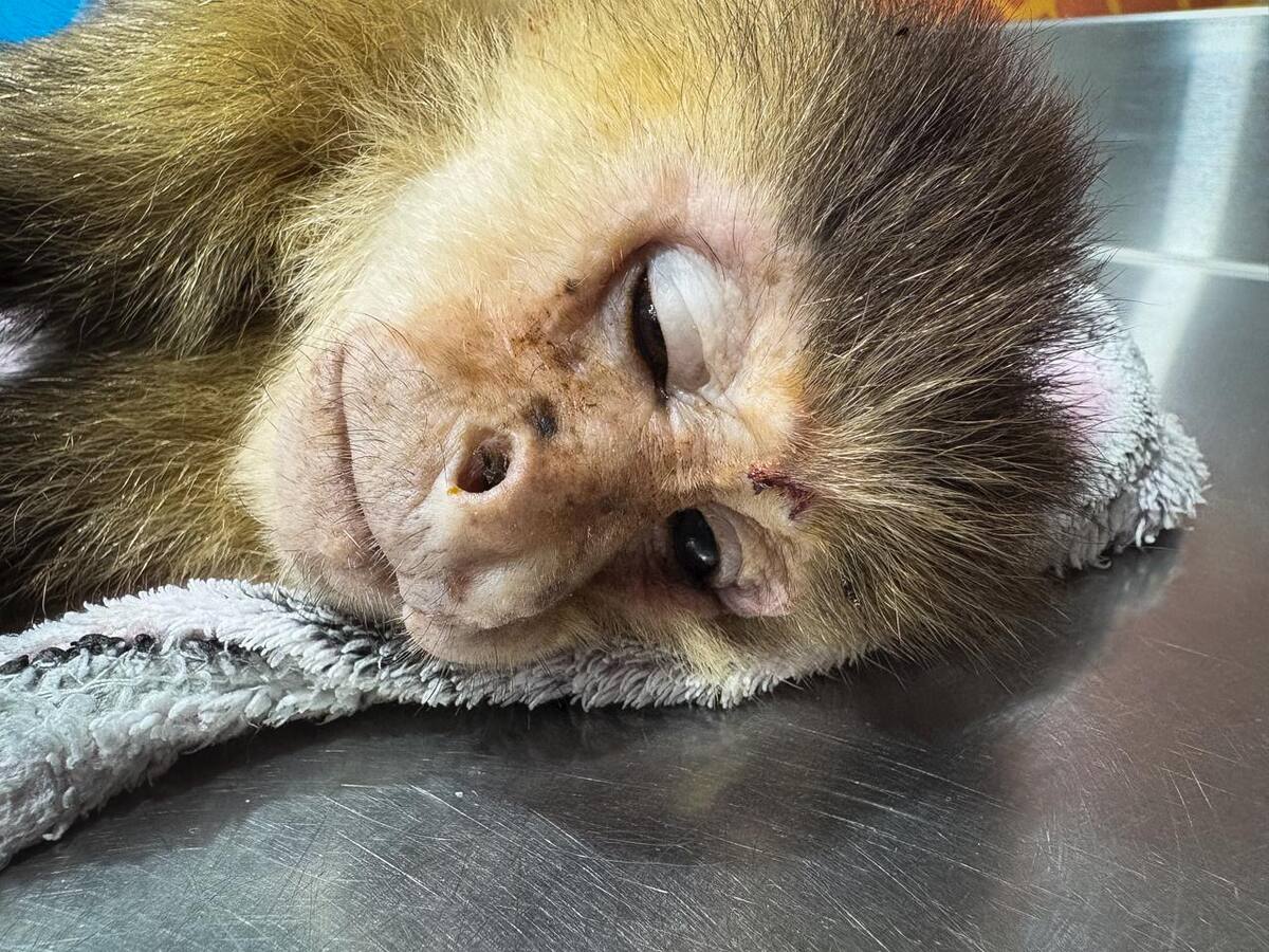 Nuevo caso de tráfico ilegal de fauna: mono capuchino maltratado en el Valle de Aburrá