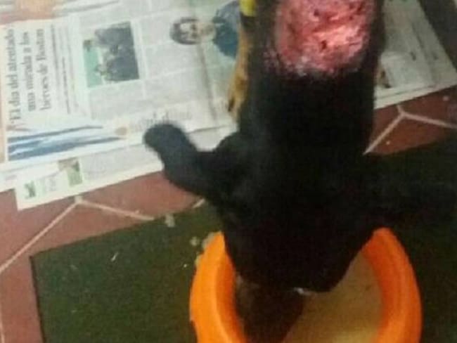 Envenenamiento de gatos y perros en Armenia provoca plantón de protesta
