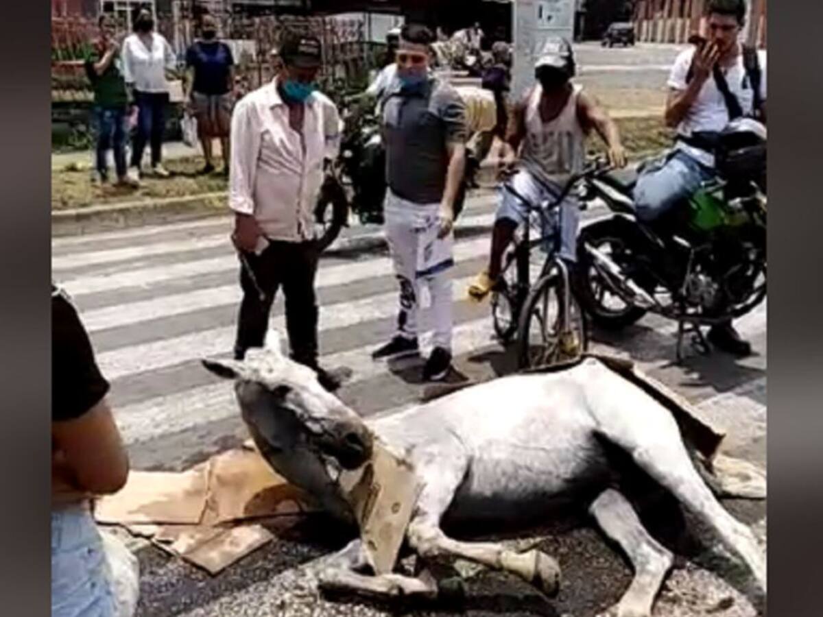 Judicializan a ciudadano por maltrato animal a un caballo