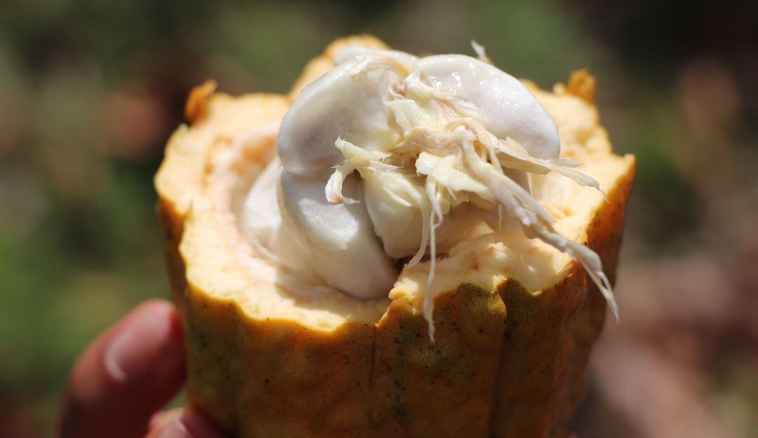 El cacao y su historia, conocimiento al alcance de todos.