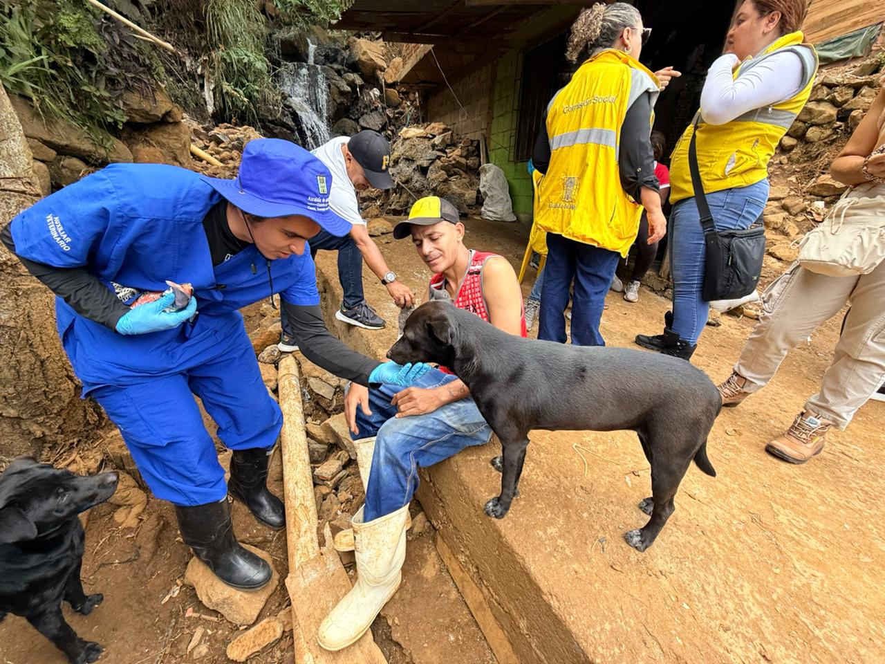 Alcaldía de Medellín, atención a animales domésticos.
