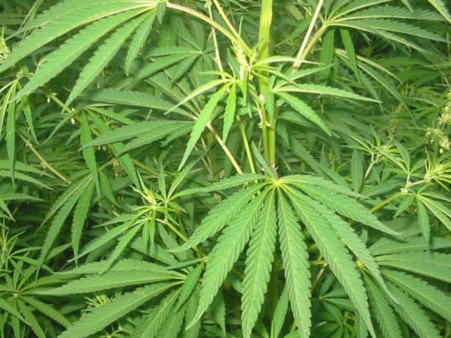 Licencias para marihuana medicinal son transparentes: Minsalud