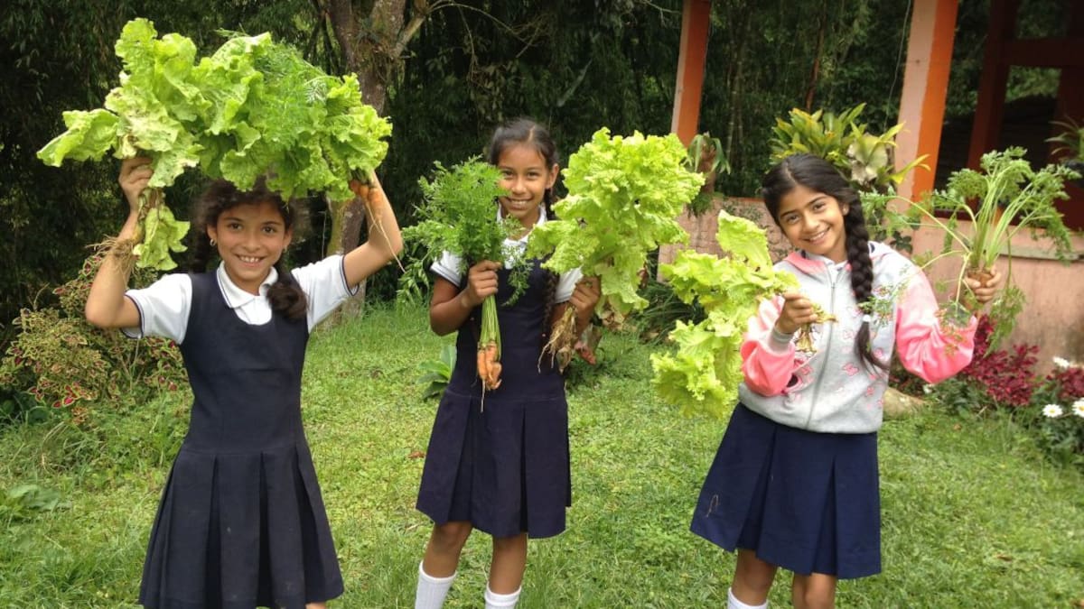 Premio a gestión ambiental en único bosque de Colombia que produce té
