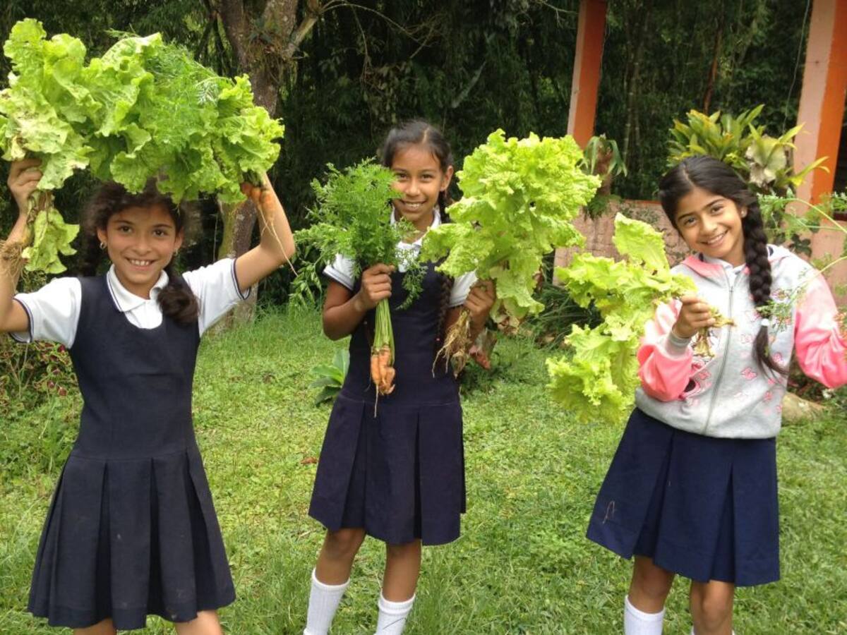 Premio a gestión ambiental en único bosque de Colombia que produce té