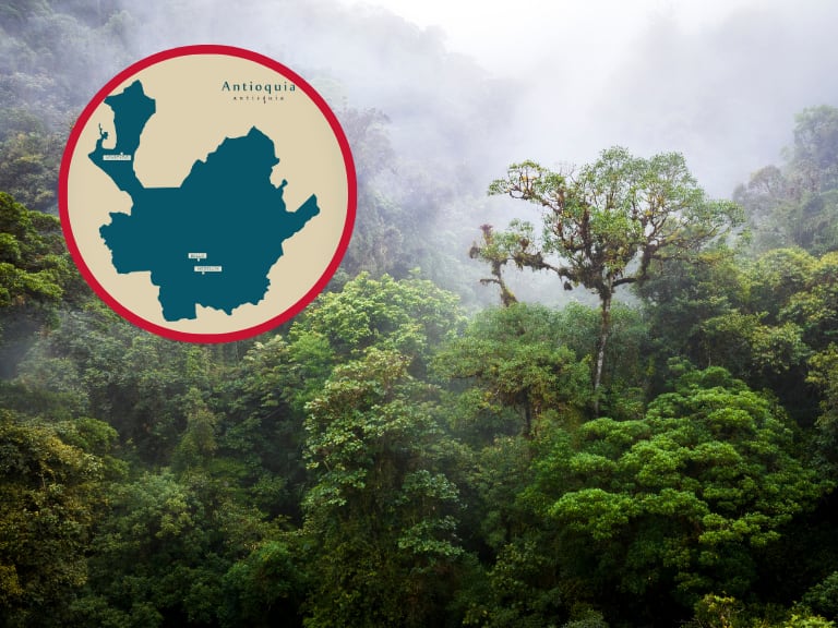 Bosque de niebla en Antioquia  - Getty Images