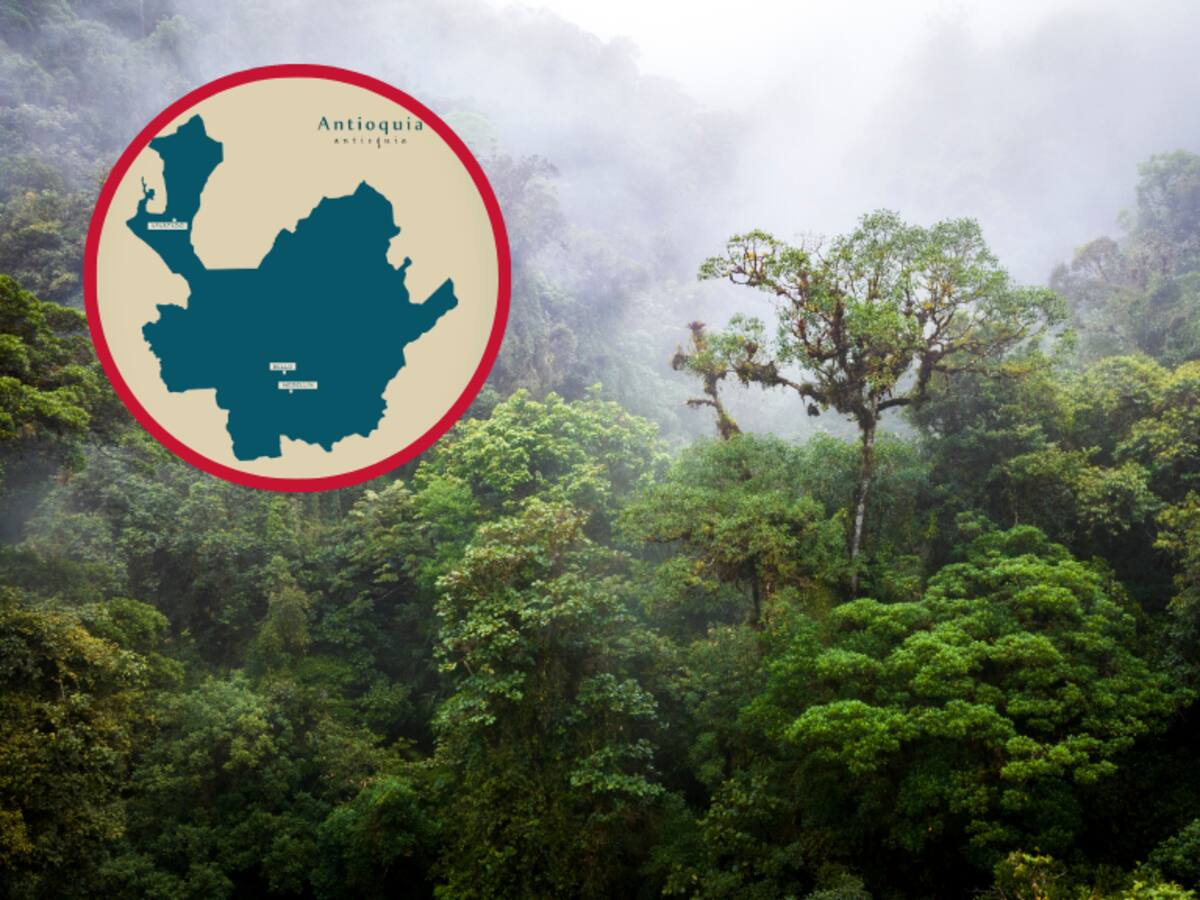 Hay un lugar de Antioquia al que llaman ‘bosque de niebla’: ¿por qué? Así se vive la experiencia