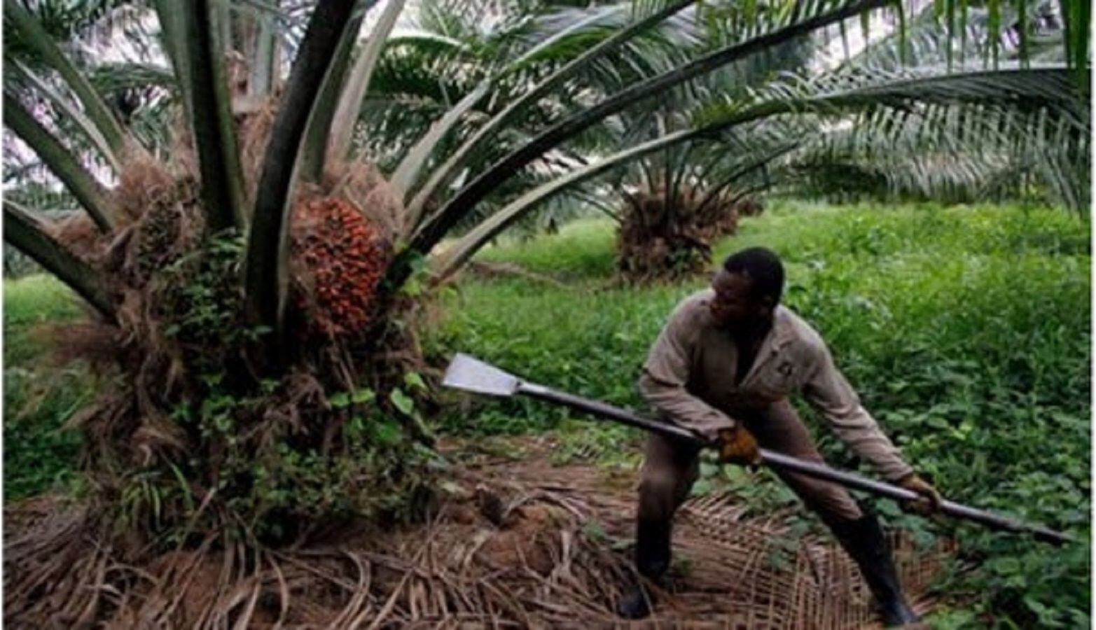 Palmicultores en Norte de Santander/ Foto: Archivo