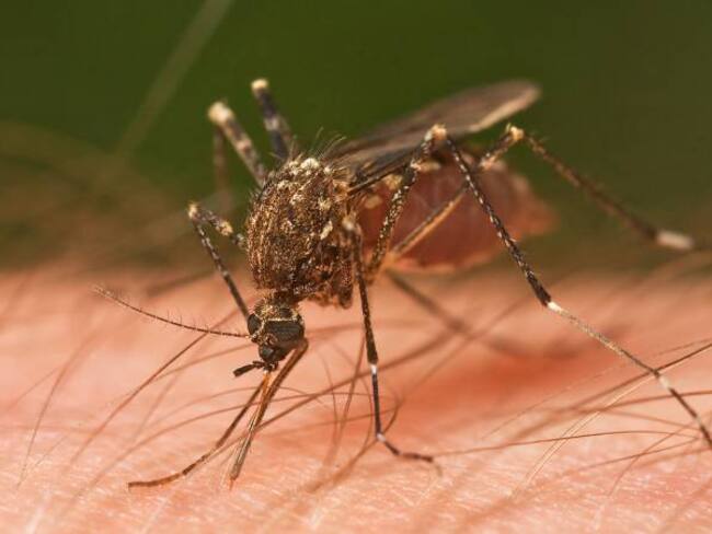 En alerta autoridades de salud del Tolima por aumento en los casos de zika