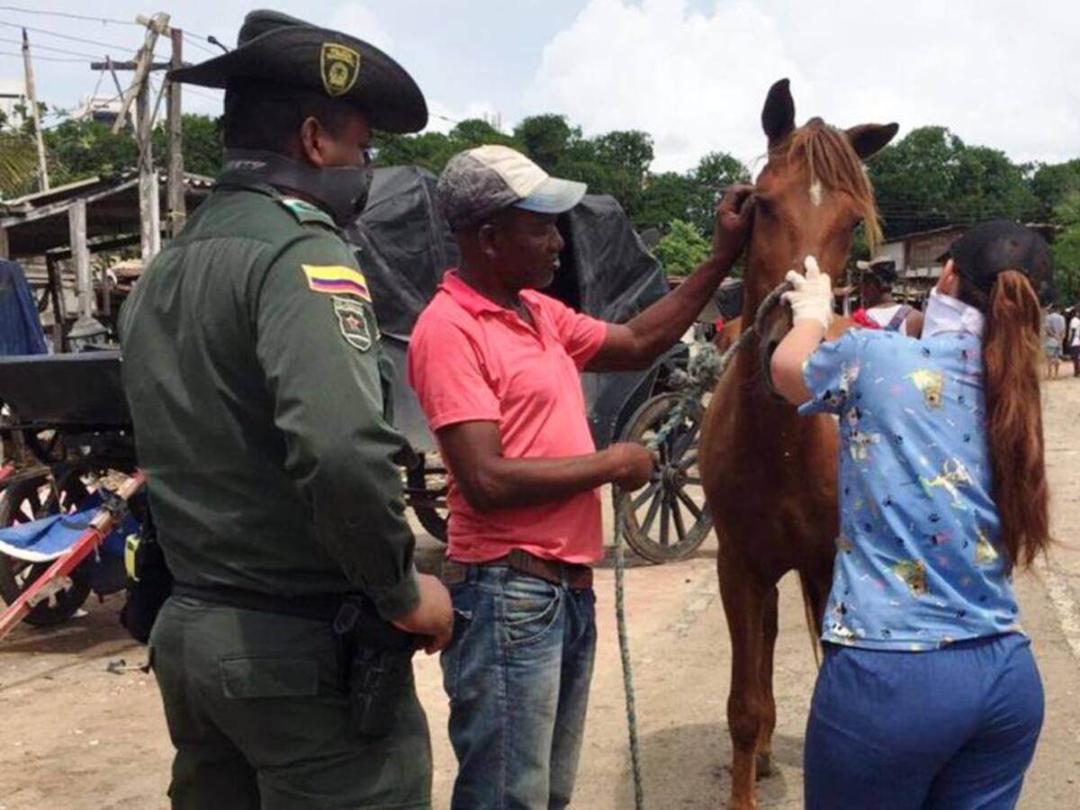 IPCC y Umata lideran atención a caballos cocheros de Centro Histórico