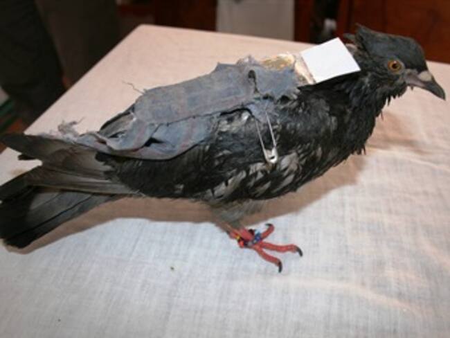 'Cae' paloma mensajera con 'cargamento' para cárcel de Cómbita