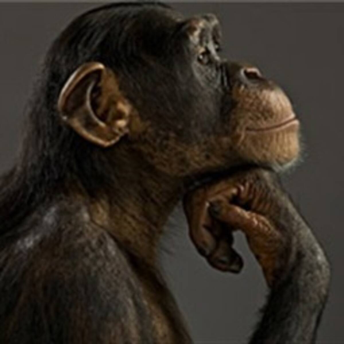 ONG en EE.UU. pide estatus legal para un chimpancé