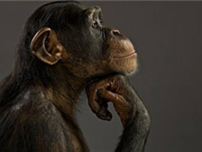 ONG en EE.UU. pide estatus legal para un chimpancé