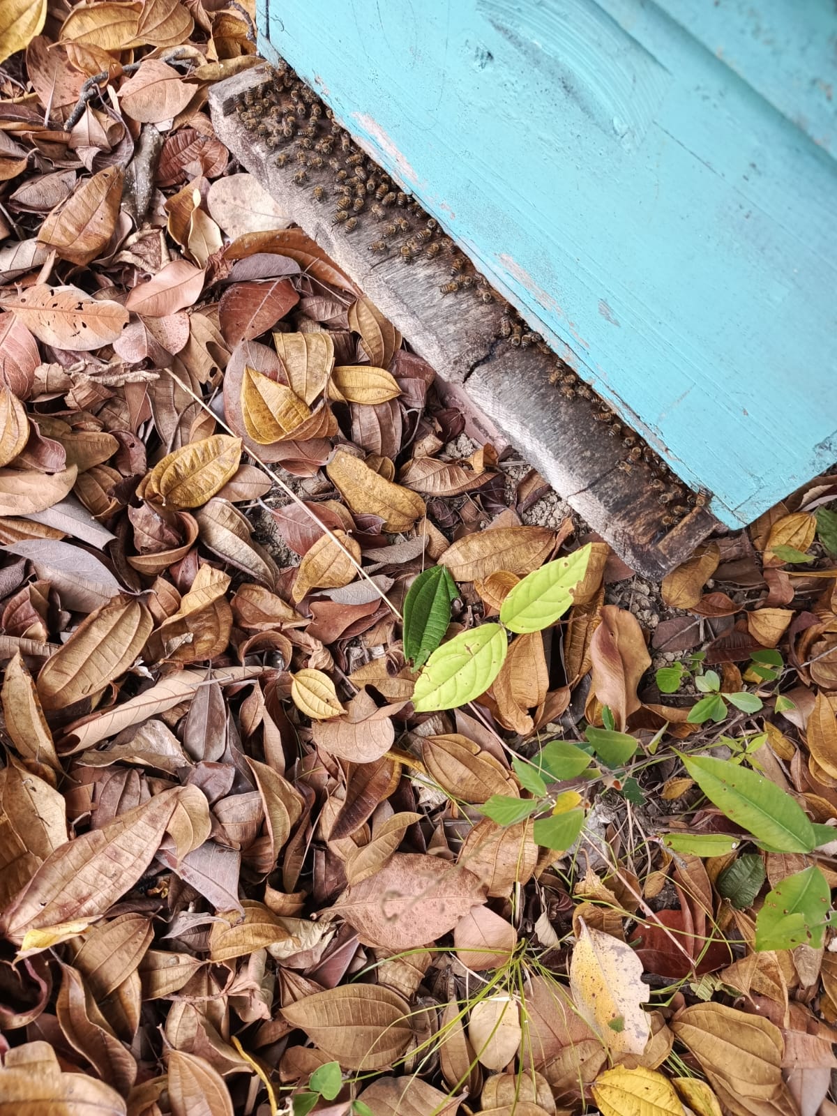 Colmenas afectadas por incendios forestales en Palermo