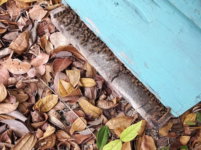 Colmenas afectadas por incendios forestales en Palermo