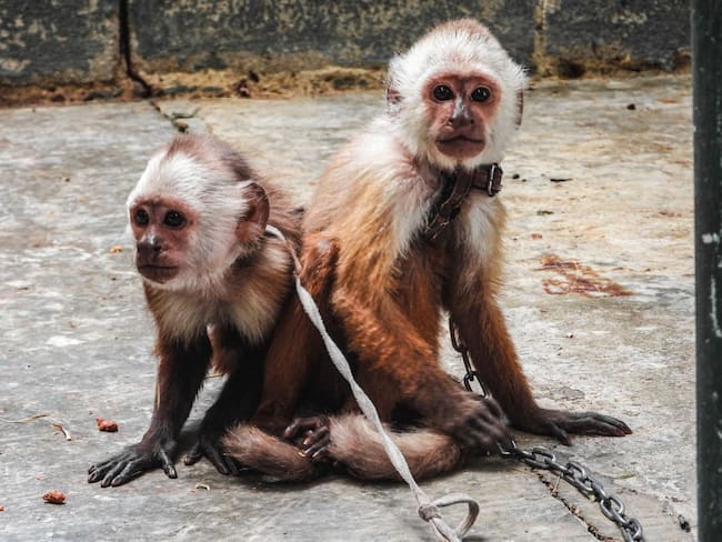 Foto: cortesía Área Metropolitana.