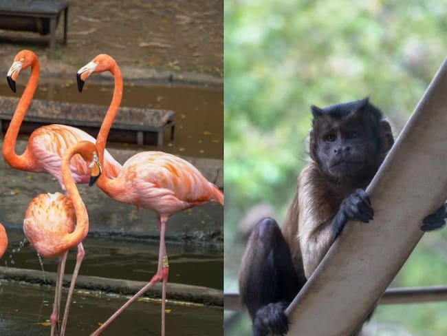 Especies de animales existentes en el Zoológico de Cali (Fotos vía redes sociales del Zoológico de Cali)