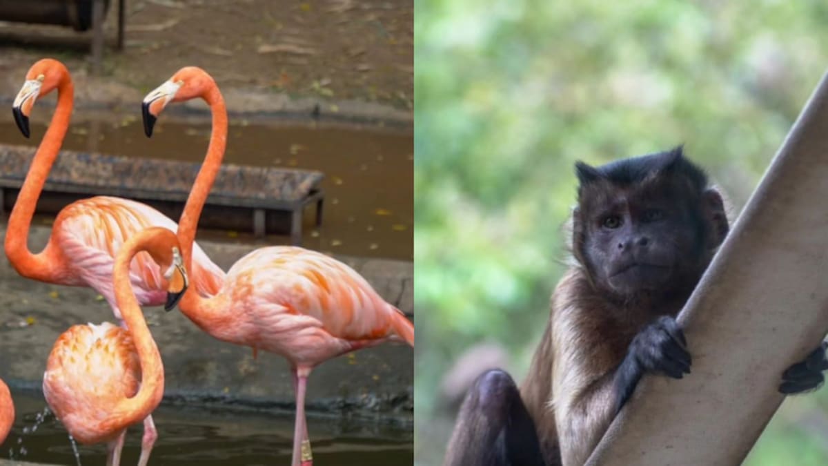 Conozca el recorrido que puede hacer en Zoológico de Cali: ¿es gratis algún día? Entérese