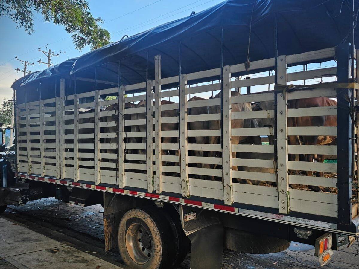 Propinan nuevo golpe al abigeato en Caquetá