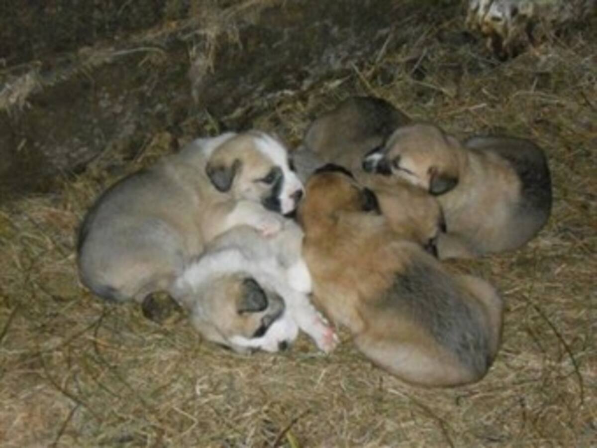 Capturan veterinario colombiano que implantaba heroína en perros