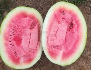 Patillas de El Retorno, Guaviare