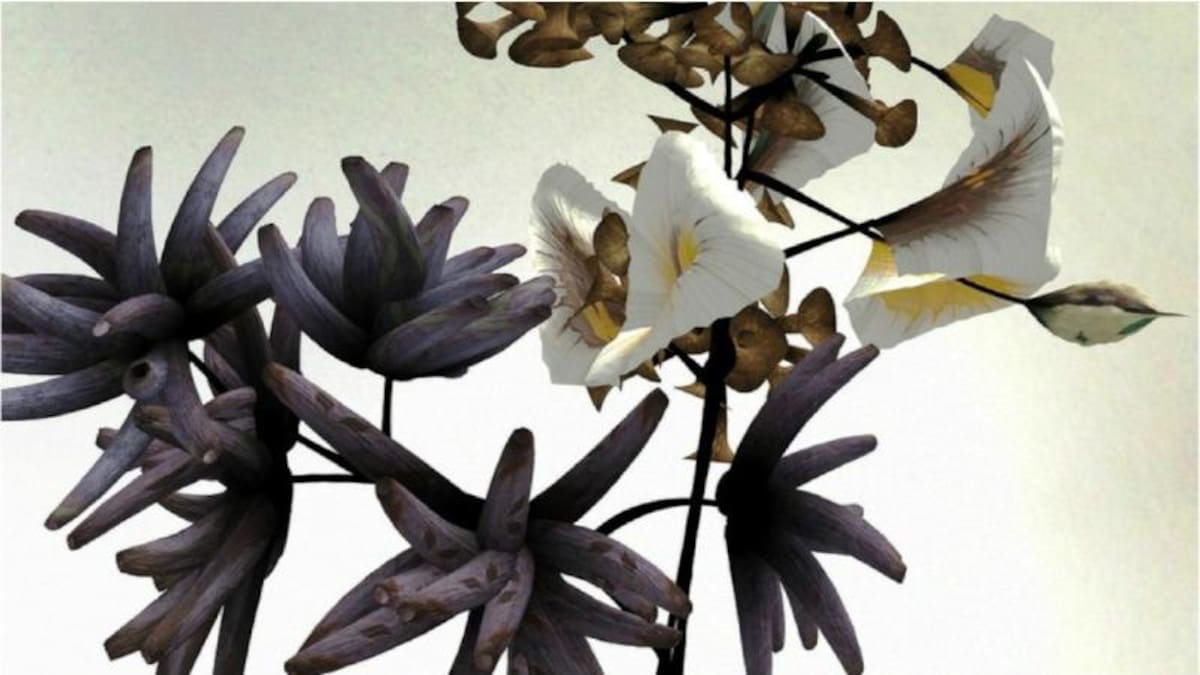 La exposición "Las flores" ha pasado por el museo de Diseño de Londres y el museo Victoria y Albert. Recientemente, el Museo de Zoología de Dundee D’Arcy Thompson comisionó la pieza que se ve en esta imagen.