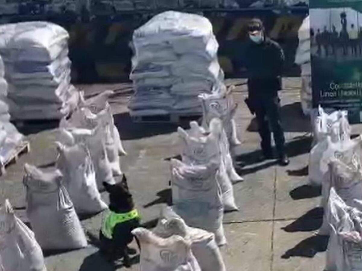 Perro antinarcóticos descubre más de 2 toneladas de coaína en Buenaventura