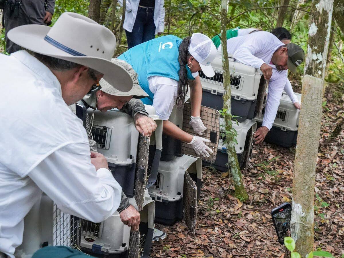 Este fin de semana se liberaron 59 animales que estaban en manos del trafico ilegal