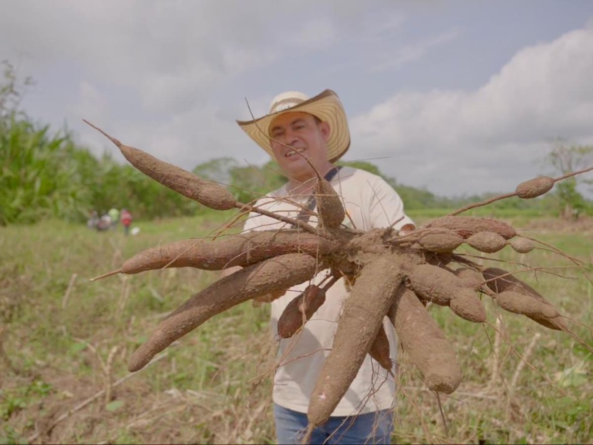 Campesinos del Catatumbo sustituyen cultivos de coca sembrando yuca, miel y otros alimentos