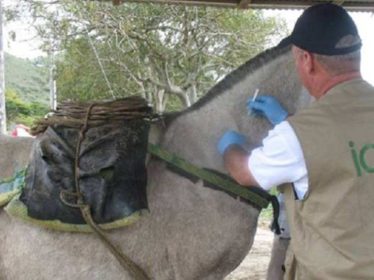 Risaralda está en alerta por un caso de encefalitis equina