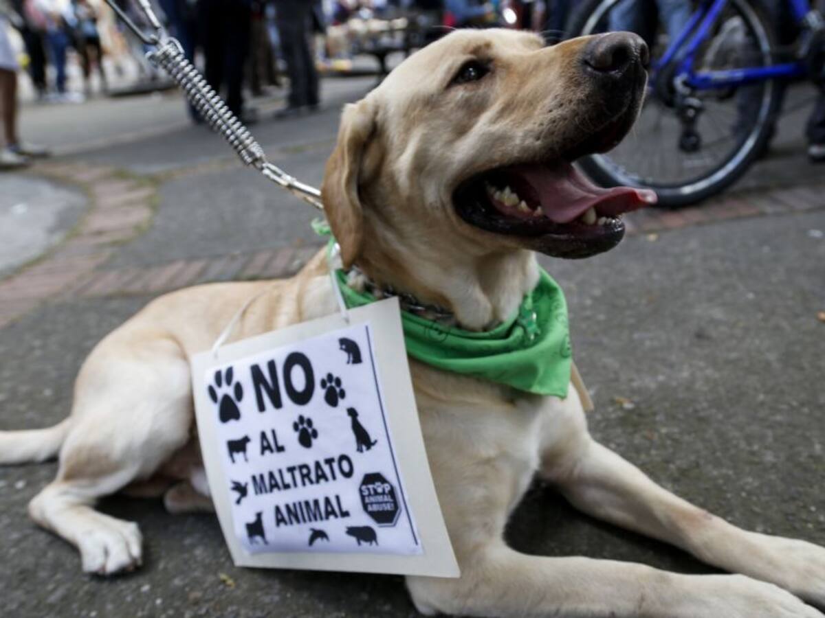 Rescatada perrita al norte de Bogotá con signos de maltrato