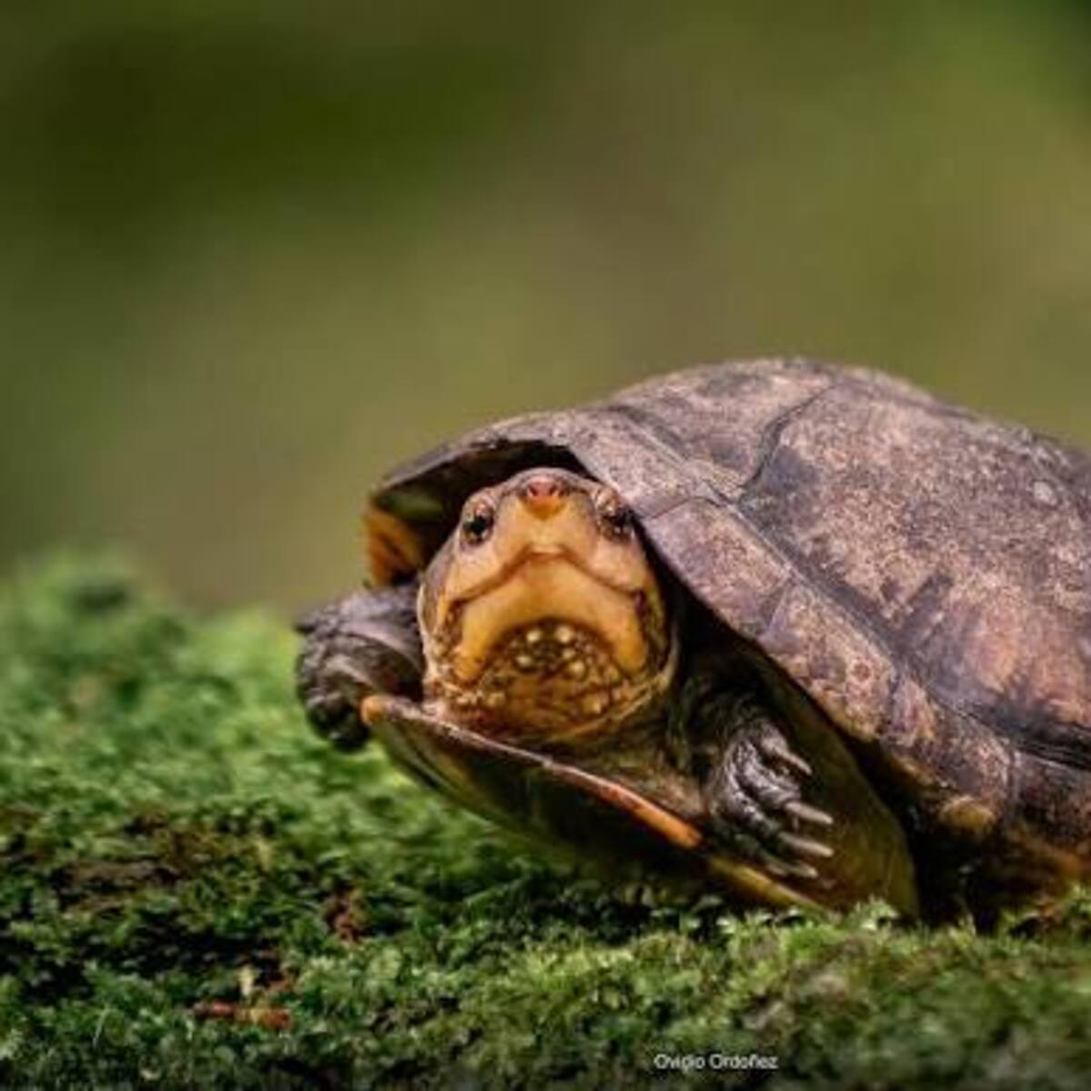 Nueve animales silvestres regresaron a su hábitat natural en el Huila