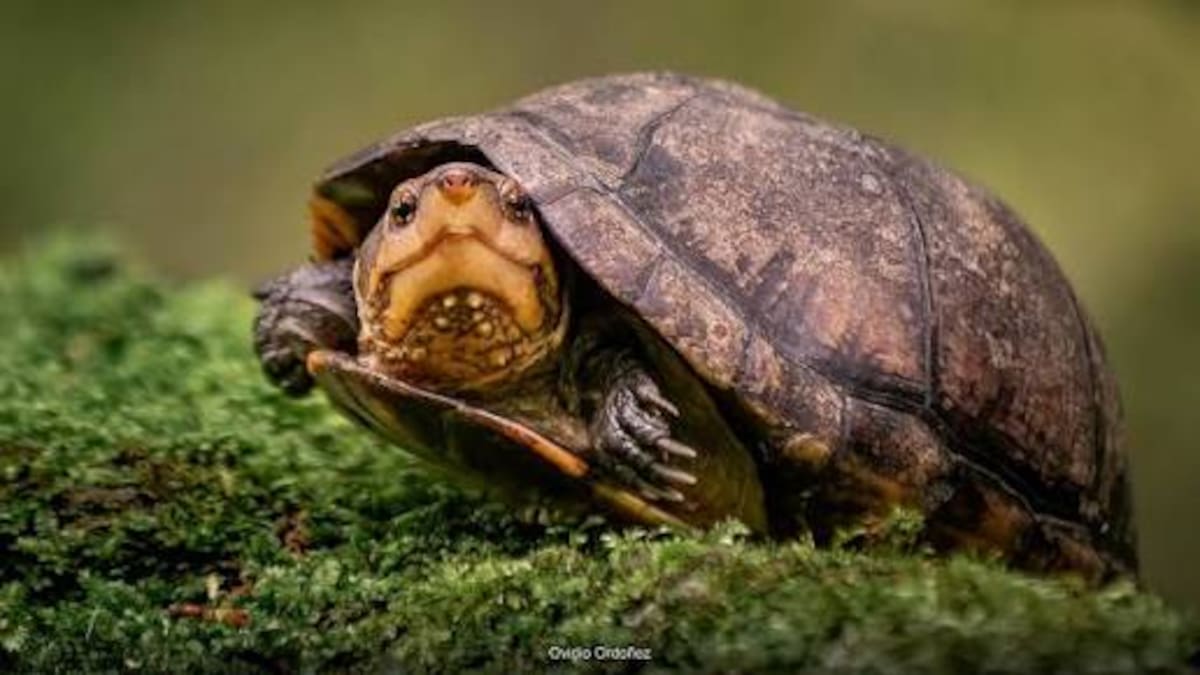Nueve animales silvestres regresaron a su hábitat natural en el Huila
