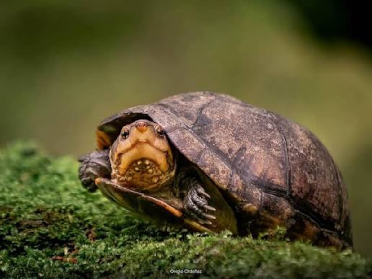 Nueve animales silvestres regresaron a su hábitat natural en el Huila