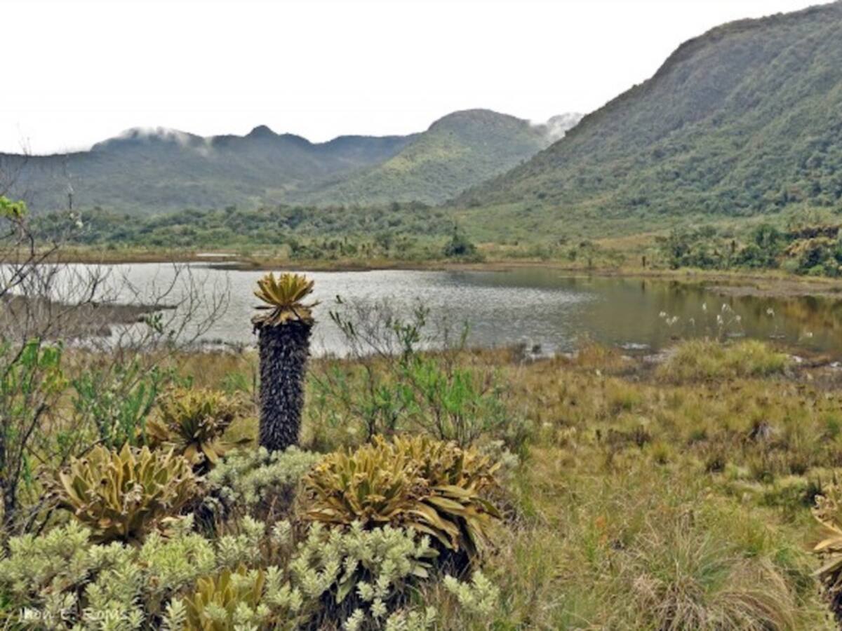 Avistamiento de ocho ejemplares de oso andino en el Parque Nacional Tatamá