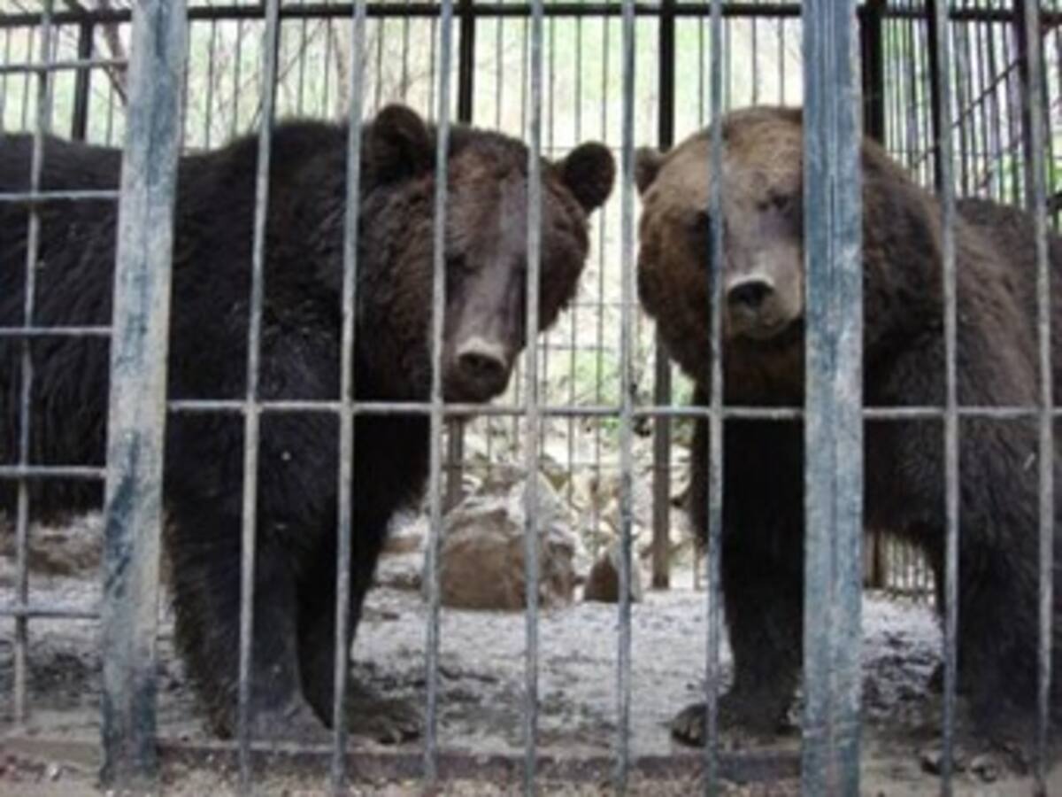 Piden libertad de tres osos de circo en Manizales