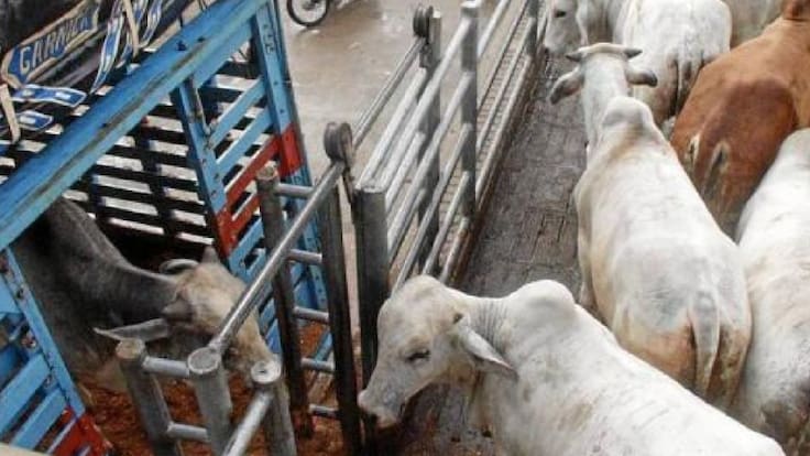 Comercialización de ganado ha disminuido en casi un 40%