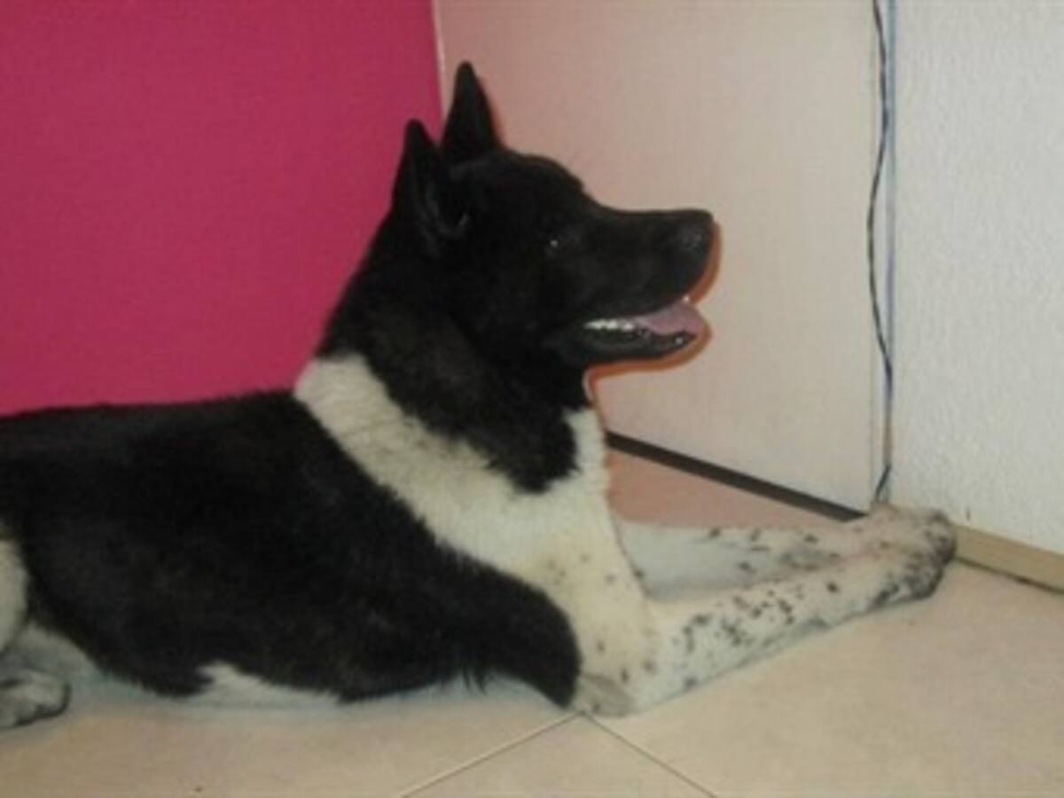Perro ladra más bajo a pedido