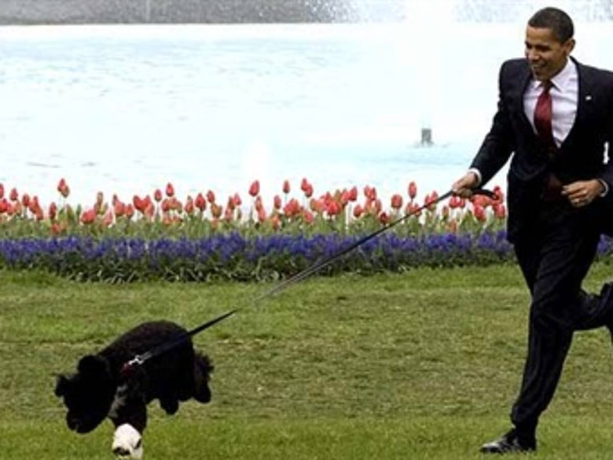 Bo', el perro de los Obama, es presentado en sociedad