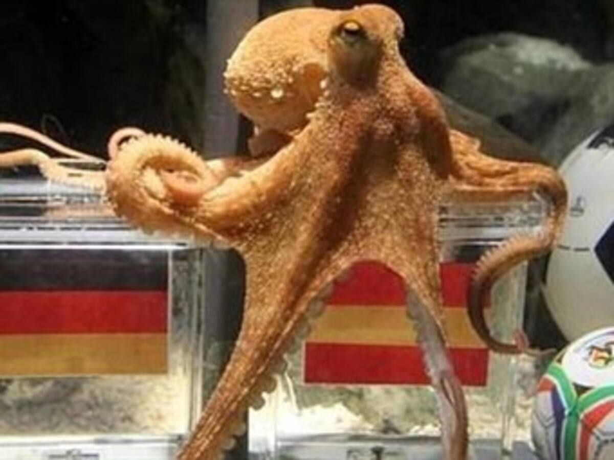 Foto del pulpo Paul en la que da ganador a España frente a Alemania es falsa