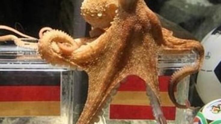 Foto del pulpo Paul en la que da ganador a España frente a Alemania es falsa