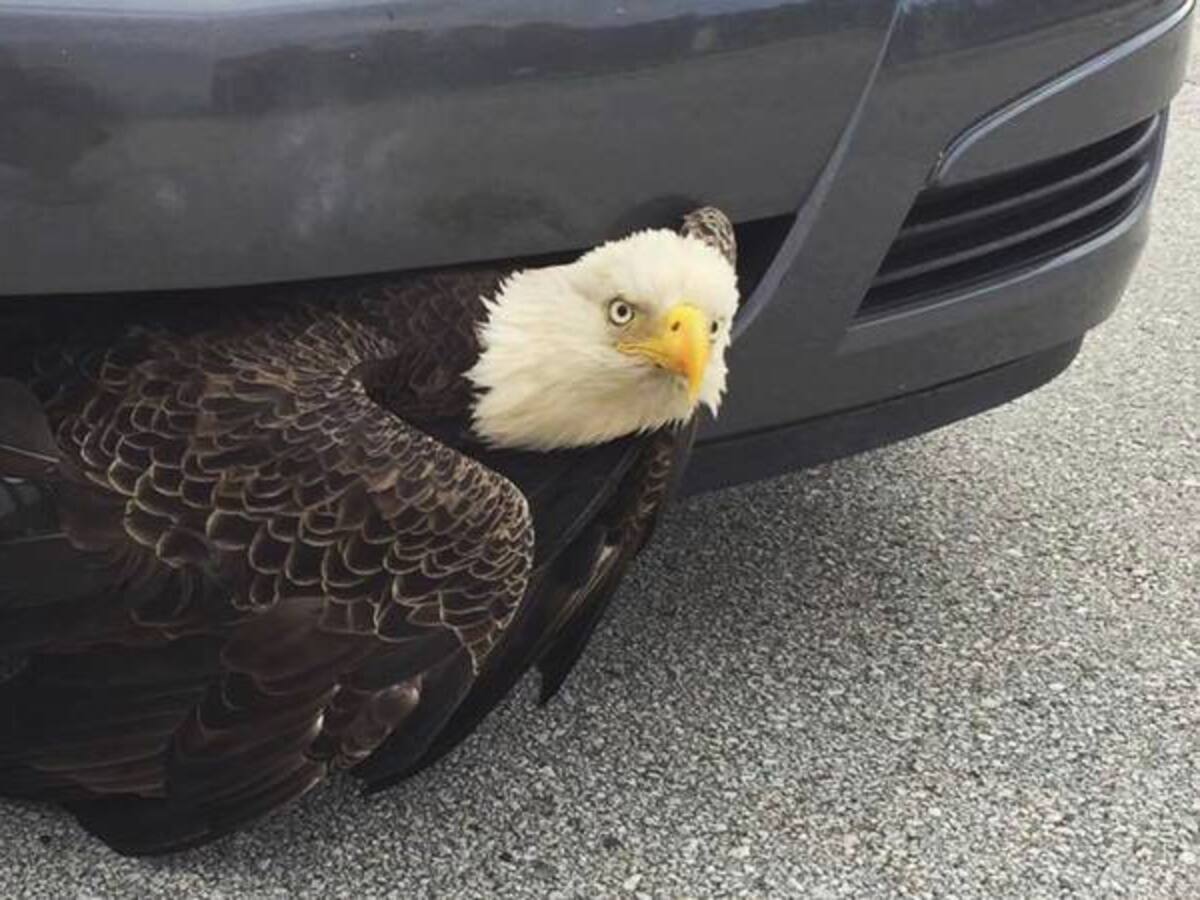 Águila que estaba atrapada en un carro se recupera en santuario de animales