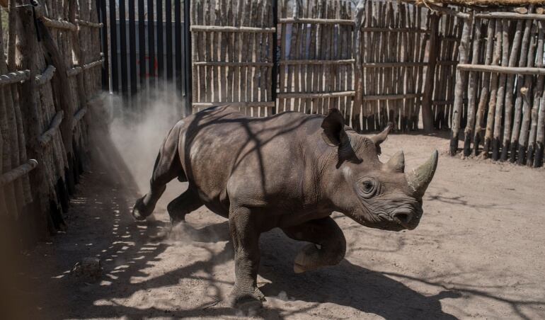 El rinoceronte es un mamífero en peligro crítico de extinción.