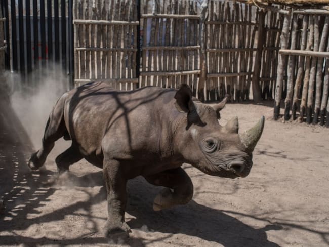 El rinoceronte es un mamífero en peligro crítico de extinción.