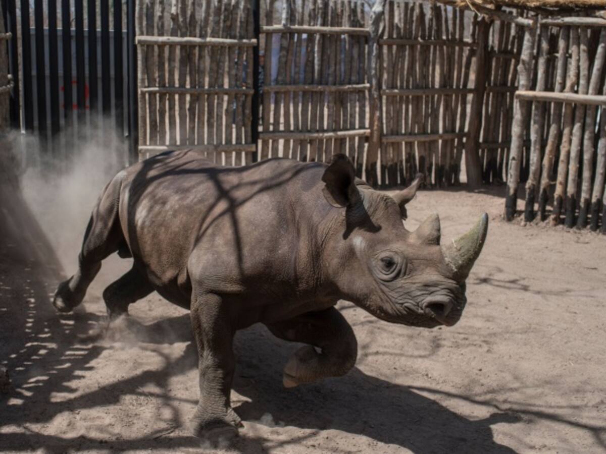 Tres zoológicos europeos donan rinocerontes a Ruanda para salvar la especie