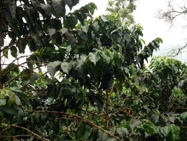 Cultivos de café en Chinchiná, Caldas