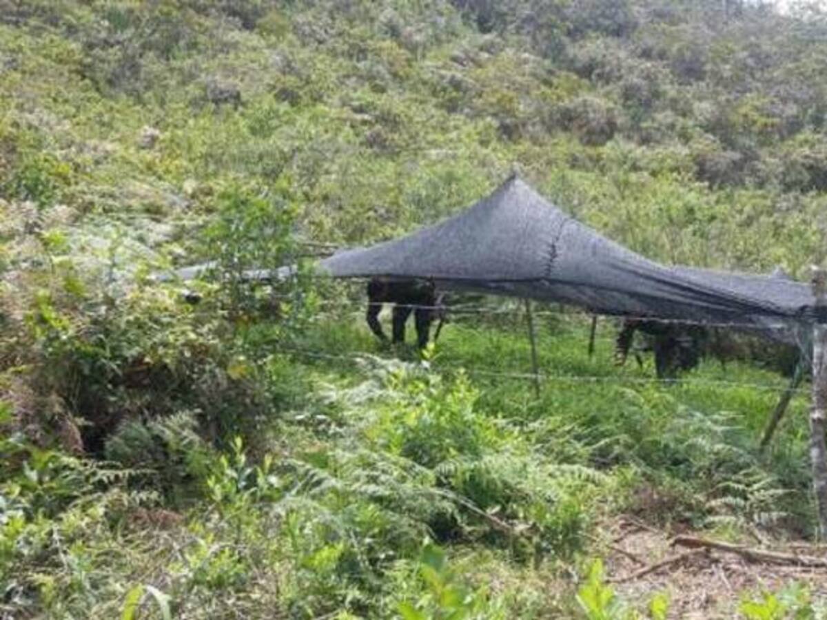 Seis muertos dejan enfrentamientos en Suárez, Cauca
