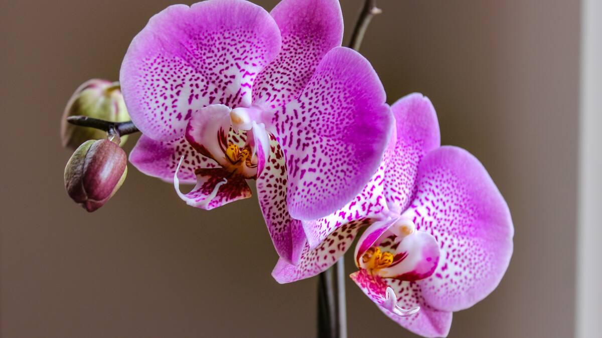 Conozca el proyecto para repoblar de orquídeas al departamento de Caquetá