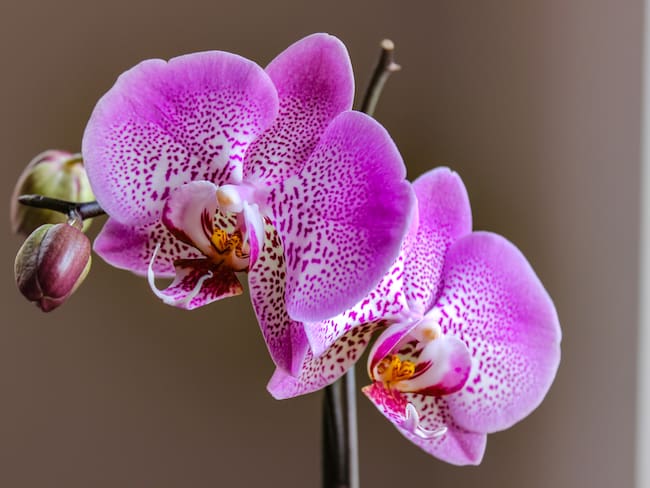 Conozca el proyecto para repoblar de orquídeas al departamento de Caquetá